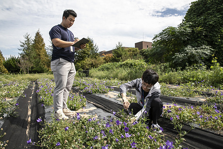 Researchers Kim Joon-yong (left) and Kim Ryu-dam examine the bell flowers in a farm at Korea Institute of Oriental Medicine (KIOM) in Jangheung, Republic of Korea. The root of this plant is used as medicine. Partnership between World Health Organization (WHO) Western Pacific Regional Office (WPRO) and Republic of Korea has been crucial for implementing the Regional Strategy for Traditional Medicine in the Western Pacific. WHO works closely with collaborating centres in Korea including KIOM which has actively supported WHO WPRO’s work especially for research and evidence generation for Traditional and Complementary Medicine. Disclaimer: This image was captured during the global response to the COVID-19 pandemic. While the contents of this image might not be directly related to COVID, processes reflect the guidance communicated by local public health authorities at the time of its capture. Please note, public health guidance differs among countries and is indicative of the local context.