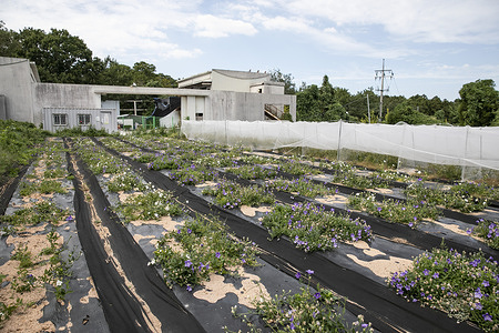 A farm of bell flowers at National Institute of Korean Medicine Development (NIKOM) in Jangheung, Republic of Korea. The root of this plant is used as medicine. Partnership between World Health Organization (WHO) Western Pacific Regional Office (WPRO) and Republic of Korea has been crucial for implementing the Regional Strategy for Traditional Medicine in the Western Pacific. WHO works closely with collaborating centres in Korea including KIOM which has actively supported WHO WPRO’s work especially for research and evidence generation for Traditional and Complementary Medicine.